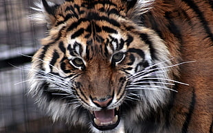 roaring tiger photo